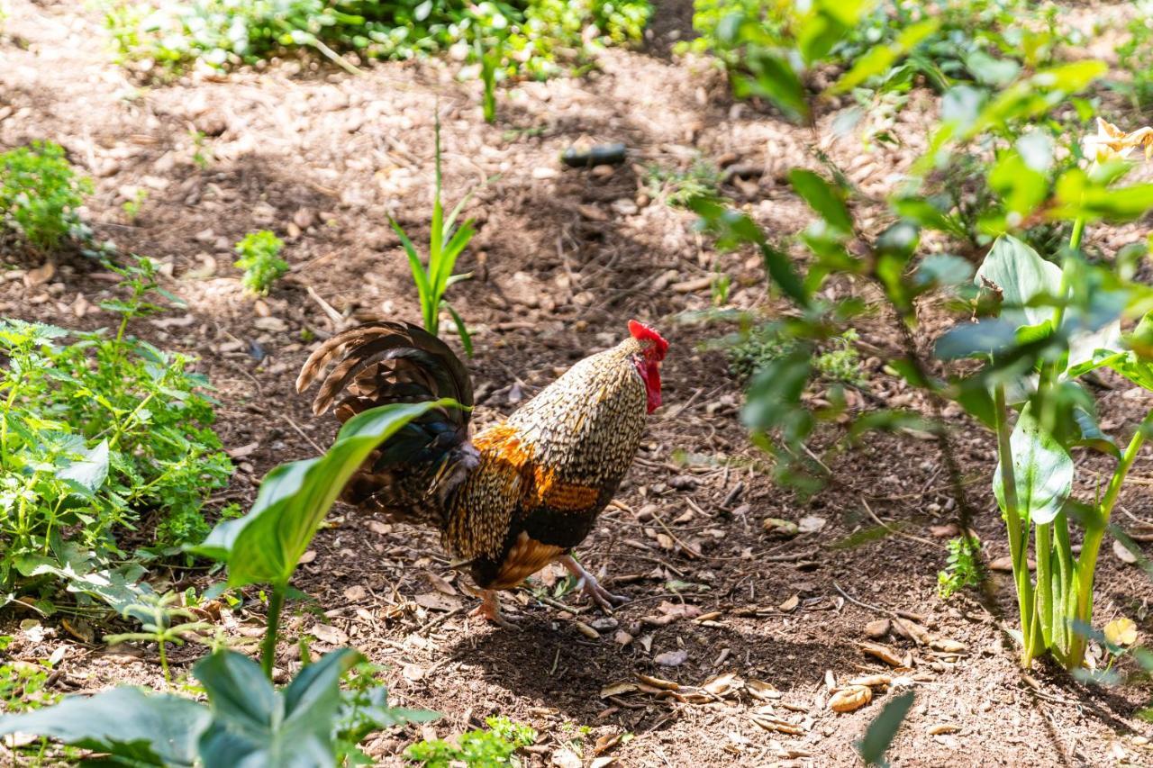 Quinta Biologica, Com Vista, Na Serra De Синтра Екстериор снимка