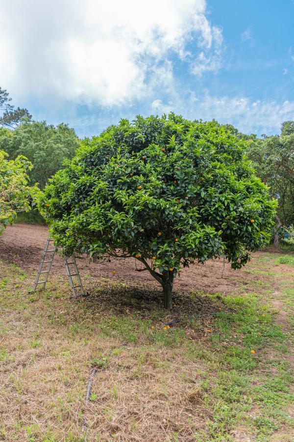 Quinta Biologica, Com Vista, Na Serra De Синтра Екстериор снимка