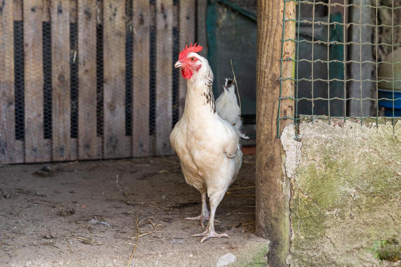Quinta Biologica, Com Vista, Na Serra De Синтра Екстериор снимка